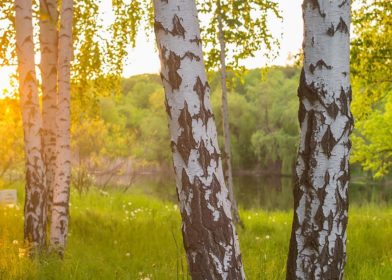 Suomalainen koivumetsä ilta-auringossa kesällä