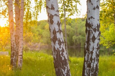 Suomalainen koivumetsä ilta-auringossa kesällä