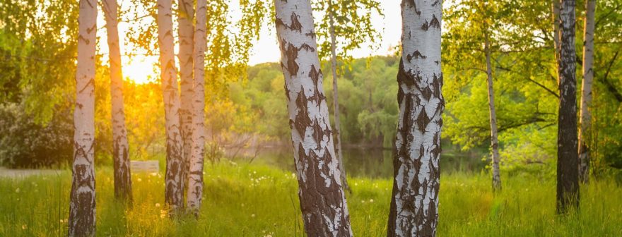 Suomalainen koivumetsä ilta-auringossa kesällä