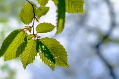 vihreät lehdet puussa