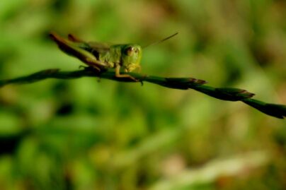 Heinäsirkka makaamassa oljenkorren päällä.