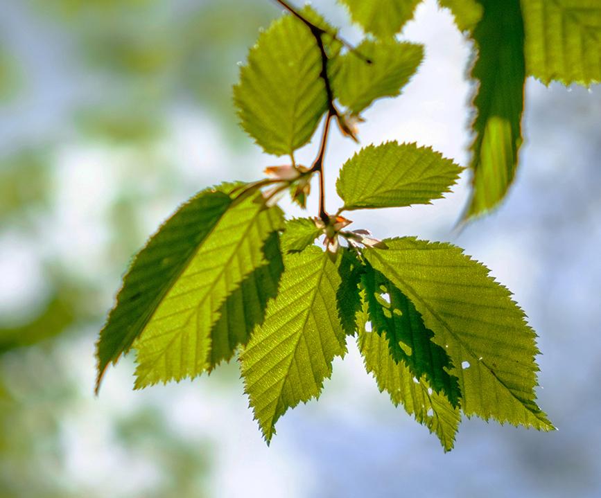 Lähikuvassa puun vihreät lehdet.
