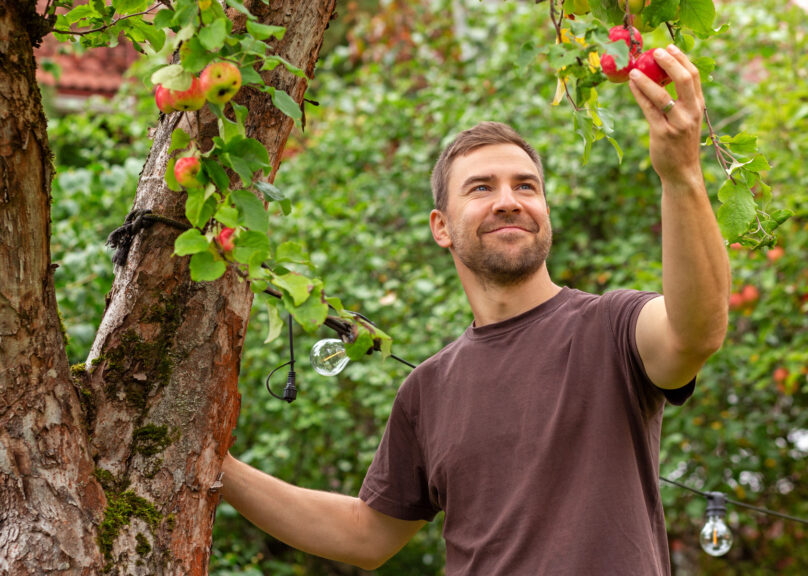 Keski-ikäinen mies poimii omenaa puusta.