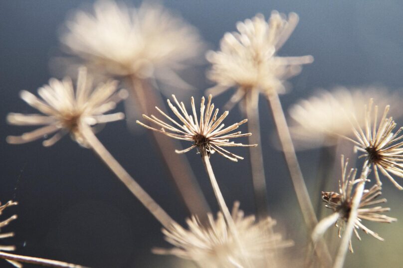 Terälehtensä pudottaneita kukkia lähikuvassa.
