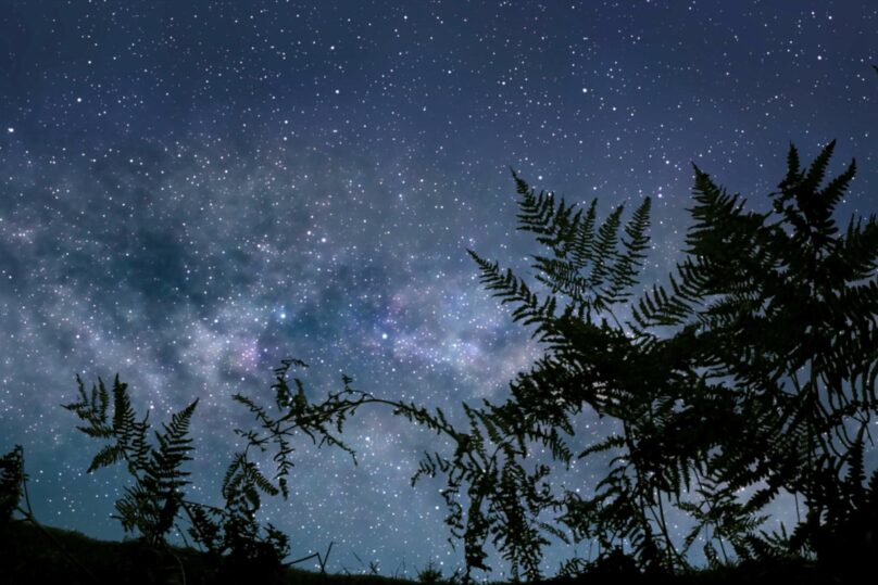 Tumma yötaivas, tähdet ja puiden siluetit.