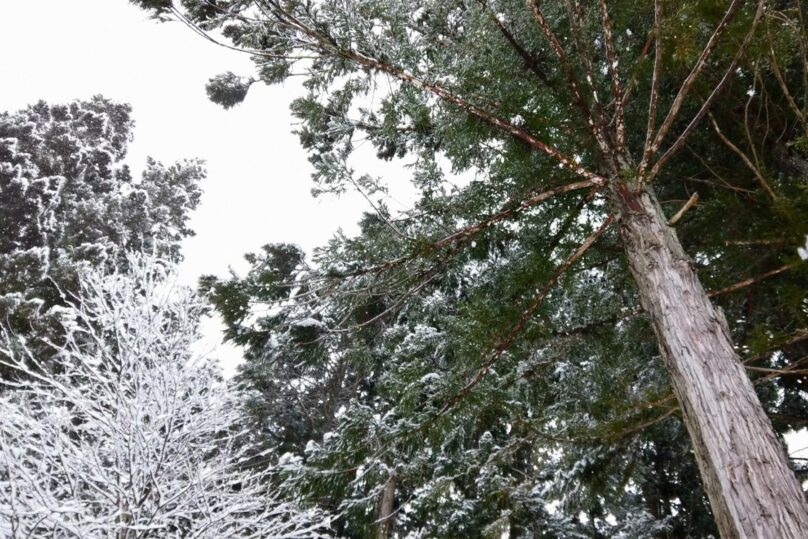 Alhaalta päin katsottuna suuri mänty ja sen vieressä lumisempia puita.