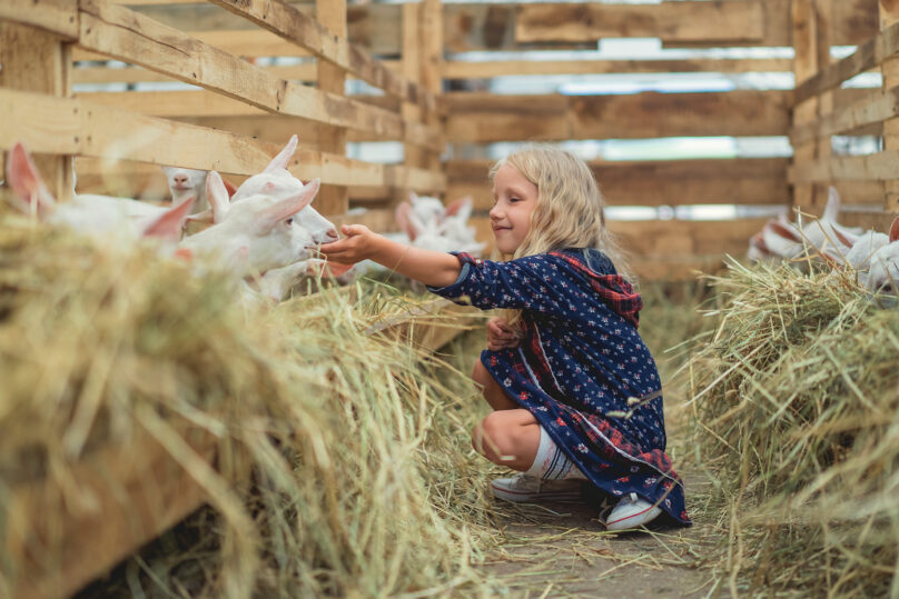 tytto ja vuohet eläinavusteisessa toimintaterapiassa