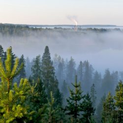 Posiolla otettu maisemakuva metsästä, jossa usva leijailee puiden lomassa ja horisontissa näkyy vesistöä.