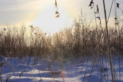 Coronaria botnia 24 h kemi