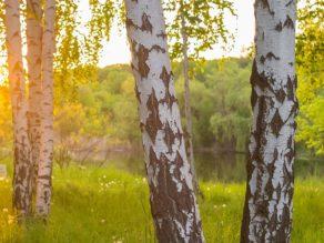 Suomalainen koivumetsä ilta-auringossa.