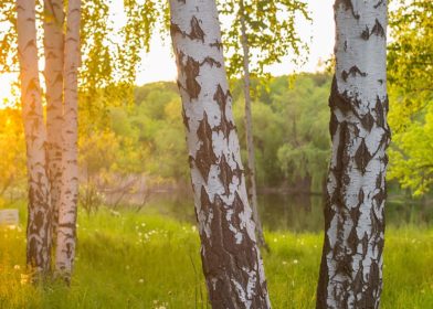 Suomalainen koivumetsä ilta-auringossa.