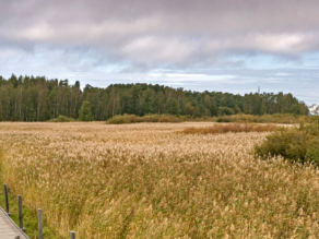 Niittymaisema kuvituskuva