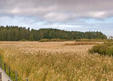 Niittymaisema kuvituskuva