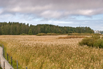 Niittymaisema kuvituskuva