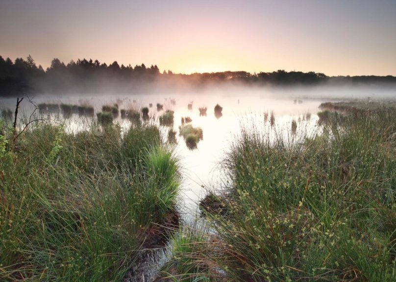 Auringonlasku veden äärellä ja sumua sekä rantakasvillisuutta ja kiviä näkyvissä.