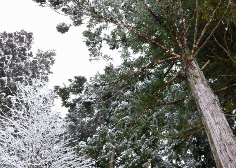 Alhaalta päin katsottuna suuri mänty ja sen vieressä lumisempia puita.